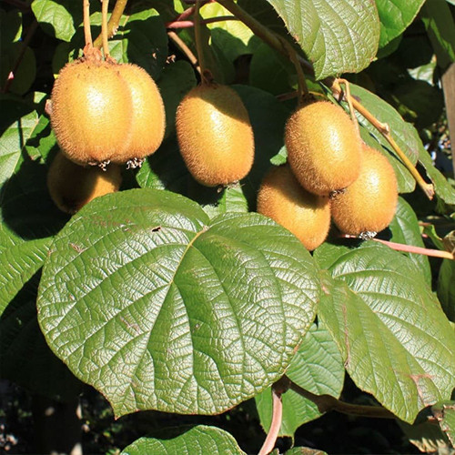 Саженцы киви Дженни (черенкованный) - 3-летний Черновцы - изображение 1