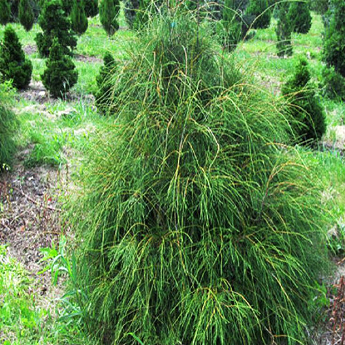 Саджанці туї Філіформіс Чернівці - фото 1