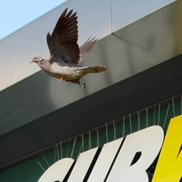 Шипы от птиц, голубей профессиональные Jacopic (0,5 м) Днепр - изображение 10