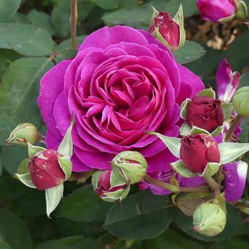 Саджанці троянд Олд Порт (привитий) - 2-річний Чернівці