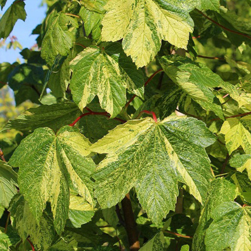 Саджанці клена на штамбі Леопольд (привитий) - 2-річний Чернівці - фото 1