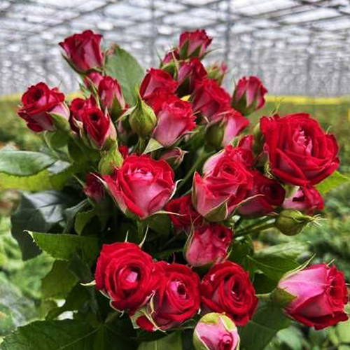 Саджанці троянд Бі Баблс (привитий) - 2-річний Чернівці - фото 1