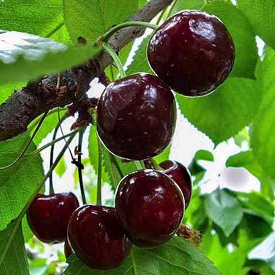 Саженцы вишни Шпанка (привитый) - 2-летний Черновцы