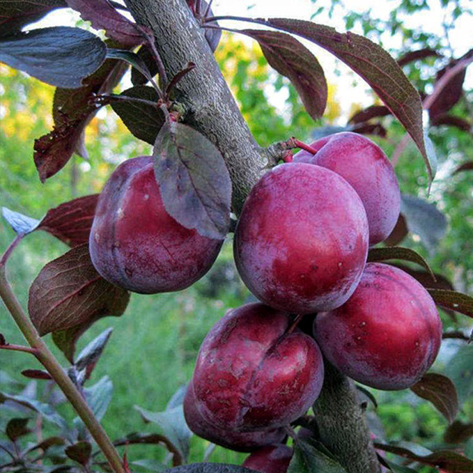 Саджанці сливи Голлівуд (привитий) - 1-річний Чернівці - фото 1