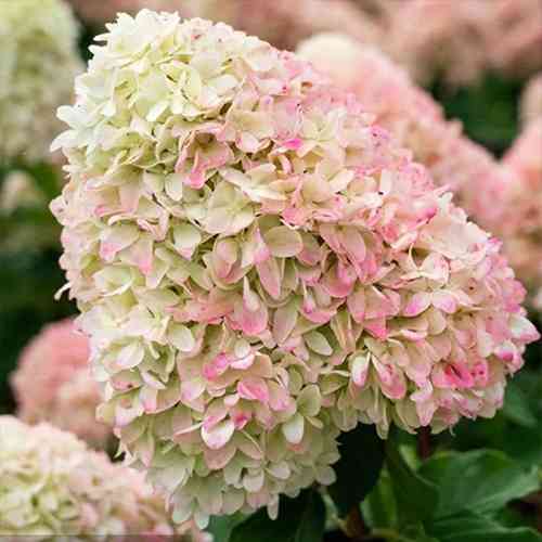 Саджанці гортензії Саммер Лав (черенкований) - 2-річний Чернівці