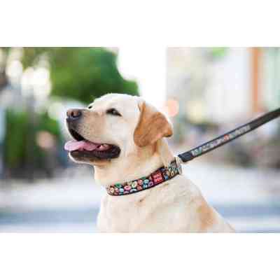 Ошейник для животных WAUDOG Design с QR паспортом "Пончики" Ш 25 мм Д 38-49 см черный (37131) Винница