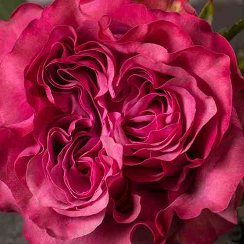 Саджанці троянд Блюз (привитий) - 2-річний Чернівці