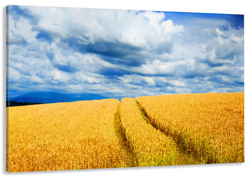 Картина холст в гостиную / спальню   Поле пшениці      MLP_140 80x120 см Киев - изображение 1