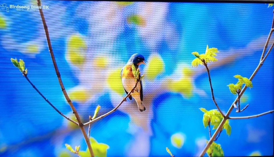 Телевизор Samsung 50Q60 Smart 4K. Киев - изображение 4