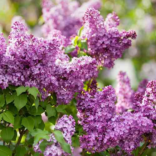 Саджанці бузку Бюффон (привитий) - 1-річний Чернівці