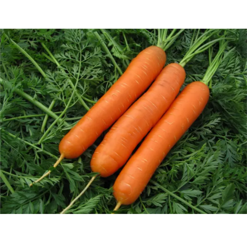 Морква Нантська 2гр Смачний Житомир