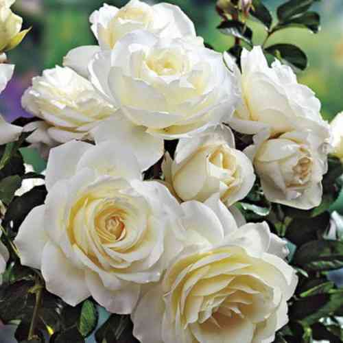 Саженцы плетистых роз Мон Блан (привитый) Черновцы