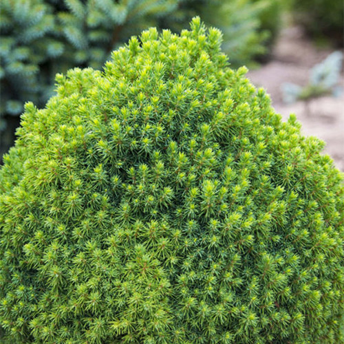 Саженцы ели канадской Альбертская Шара (черенкованный) - 2-летний Черновцы - изображение 1