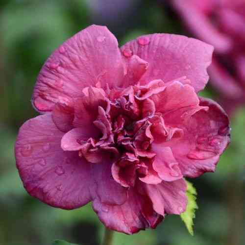 Саджанці гібіскусу Френч Кабаре (черенкований) - 1-річний Чернівці