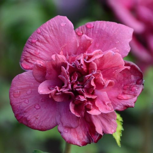 Саджанці гібіскусу Френч Кабаре (черенкований) - 1-річний Чернівці - фото 1