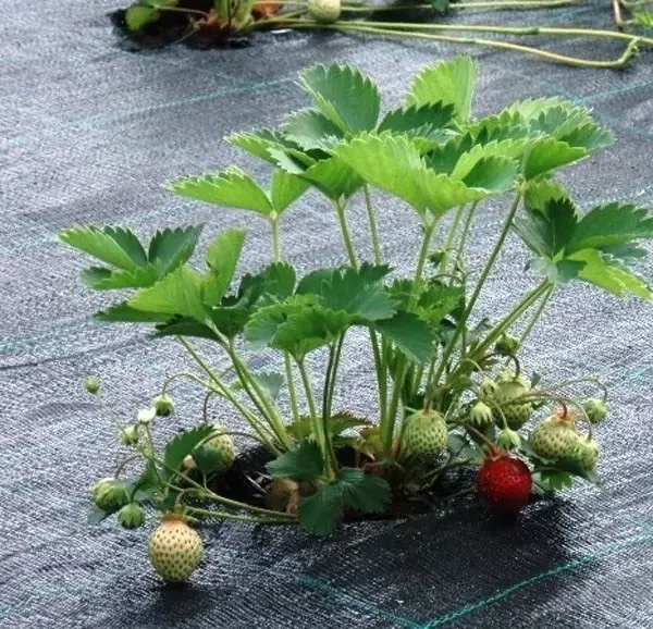 Агротканина 100 г/м2 3.4х5 метрів Shadow для мульчування ґрунту Дніпро - фото 8