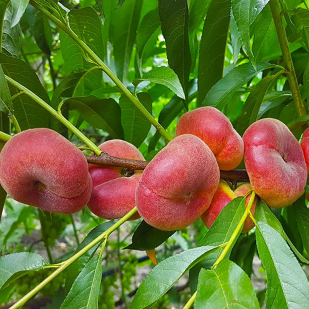 Саджанці персика Пінк Рінг (привитий) - 1-річний Чернівці - фото 2