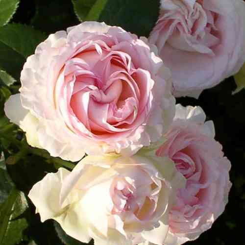 Саджанці троянд Серце Троянди (привитий) - 2-річний Чернівці