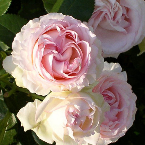 Саджанці троянд Серце Троянди (привитий) - 2-річний Чернівці - фото 1