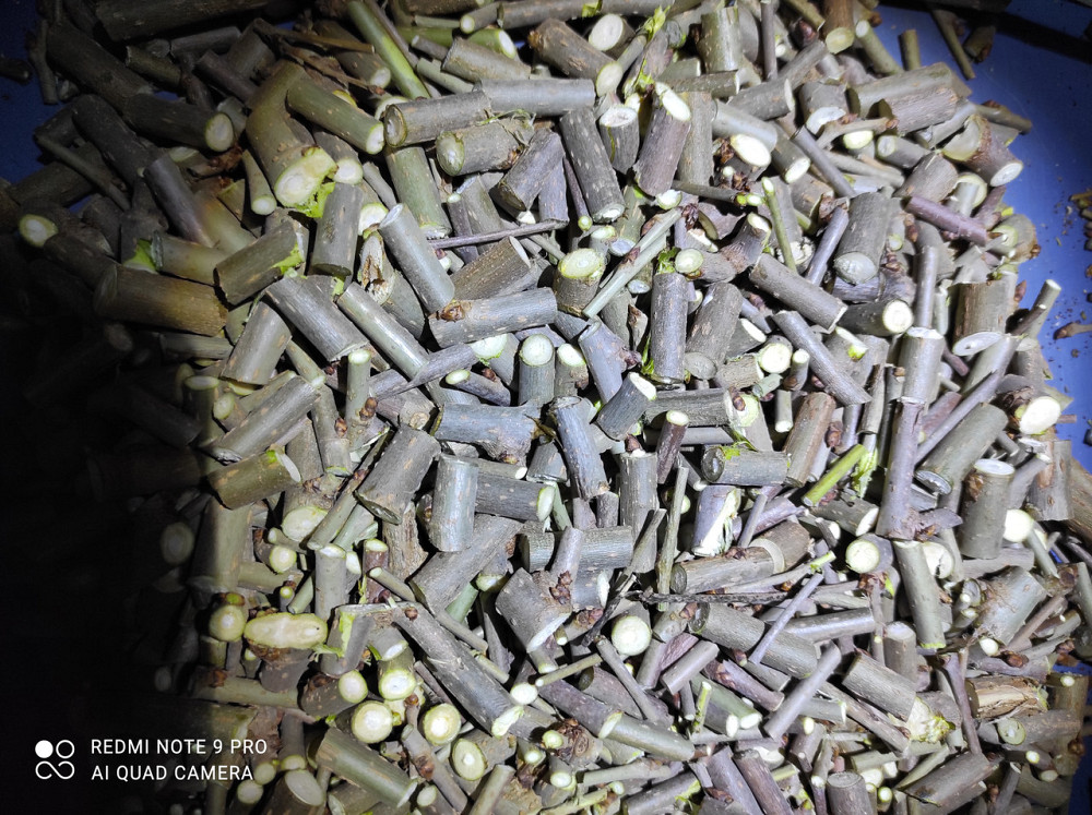 Веточки шелковици, 100г master sem Киев - изображение 1