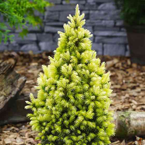 Саджанці коніки Дейзі Вайт Чернівці