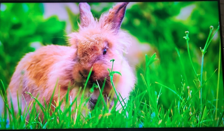 Телевізор SONY 65" Київ - фото 4