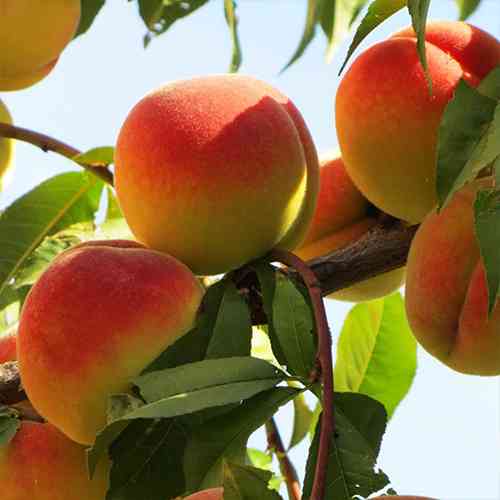 Саджанці персика Донецький Жовтий (привитий) - 1-річний Чернівці