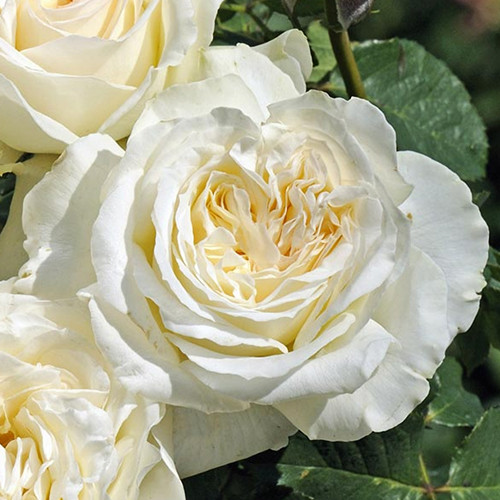 Саженцы роз Ирина (привитый) - 2-летний Черновцы - изображение 1