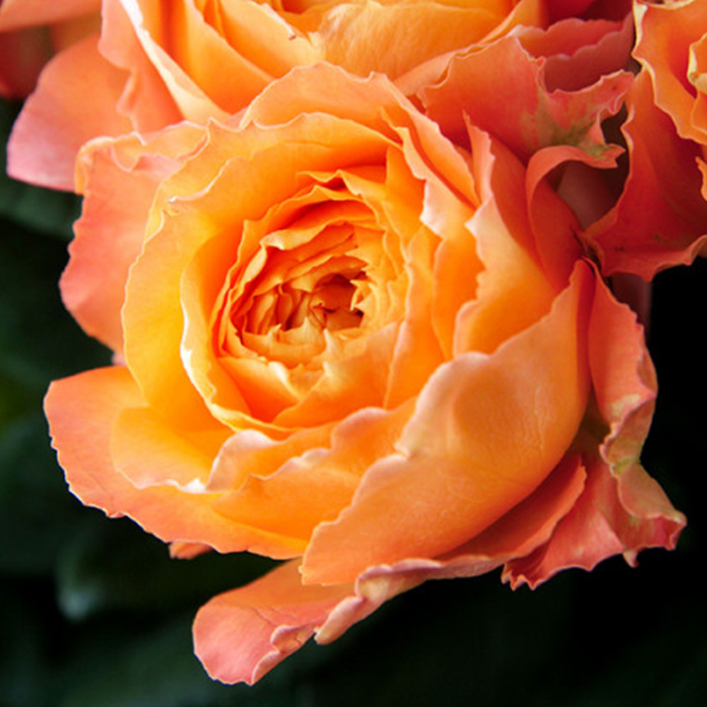 Саженцы чайно-гибридных роз Каралуна (привитый) Черновцы - изображение 1