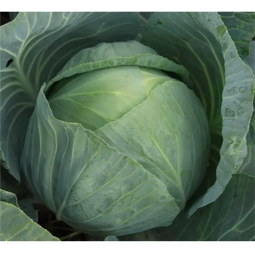 Капуста білоголова Агресор F1 100шт Професійне насіння Житомир