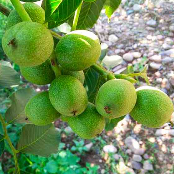 Саджанці грецького горіха Коренівський (привитий) Чернівці
