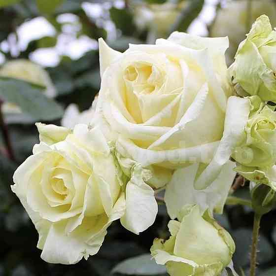 Саженцы плетистых роз Эльф (привитый) Черновцы