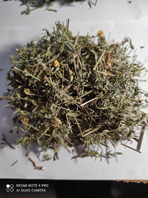 Люцерна серповидная трава 100г master sem Киев - изображение 2