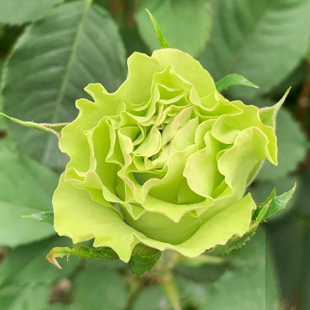 Саженцы чайно-гибридных роз Киви (привитый) Черновцы - изображение 2