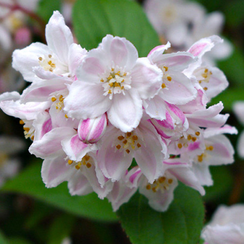 Саджанці дейції Розеа (черенкований) - 1-річний Чернівці - фото 1