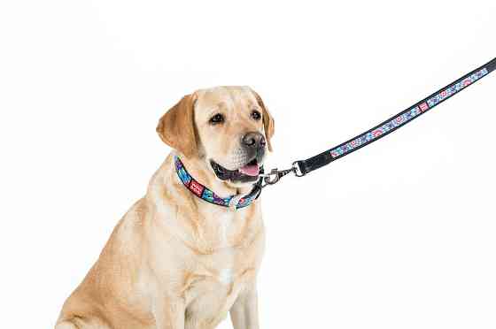 Повідець WAUDOG Design з малюнком "Квіти" (ширина 25 мм, довжина 122 см) чорний Коломыя