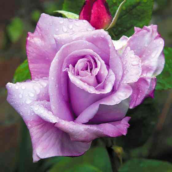 Саженцы плетистых роз Блю Леди (привитый) Черновцы