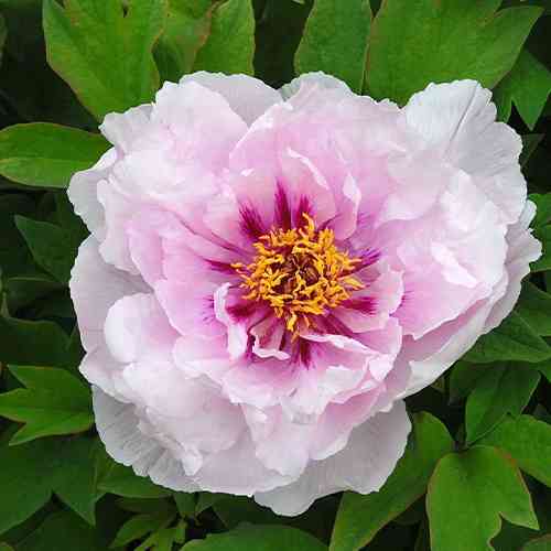 Саженцы пиона древовидного Лавандер Блю (сеянец) - 1-летний Черновцы