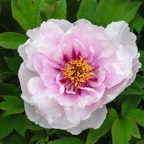 Саджанці піона деревоподібного Лавандер Блю (сіянець) - 1-річний Чернівці - фото 1