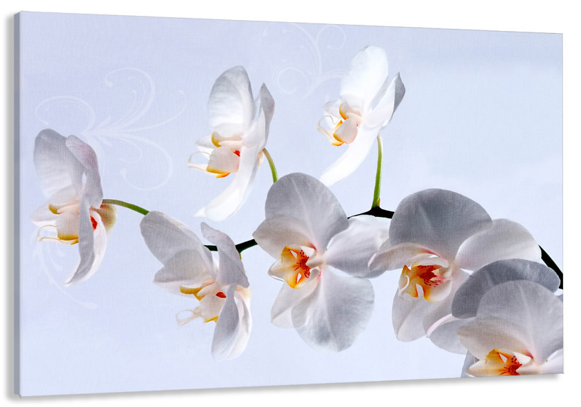 Картина полотно у вітальню / спальню  Орхідея  MLP_162  ( 60х30см ) 40x80 см Київ - фото 1