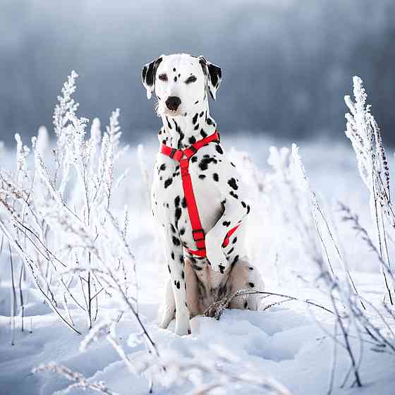 Шлея для собак водостійка анатомічна Н-подібна WAUDOG Waterproof з QR-паспортом, пластикова пряжка-фастекс, XL, Ш 40 мм, А 60-98 см, В 69-110 см, черв Київ