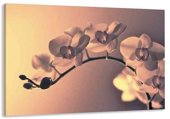 Картина холст в гостиную / спальню  Орхідея   MLP_168 70x140 см Киев