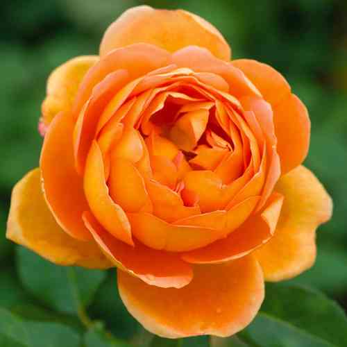 Саджанці троянд Пет Остін (привитий) - 2-річний Чернівці