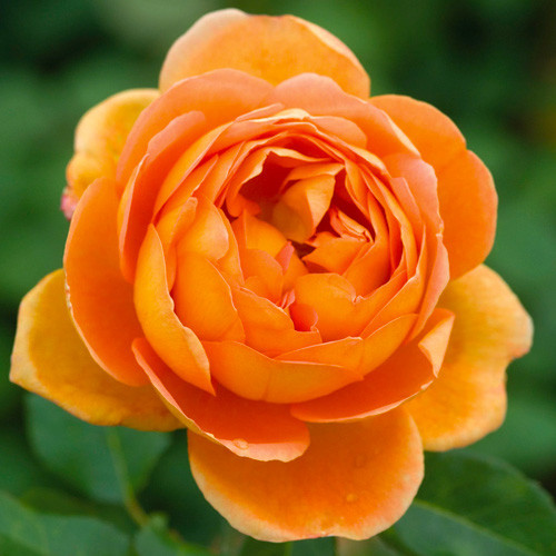 Саджанці троянд Пет Остін (привитий) - 2-річний Чернівці - фото 1