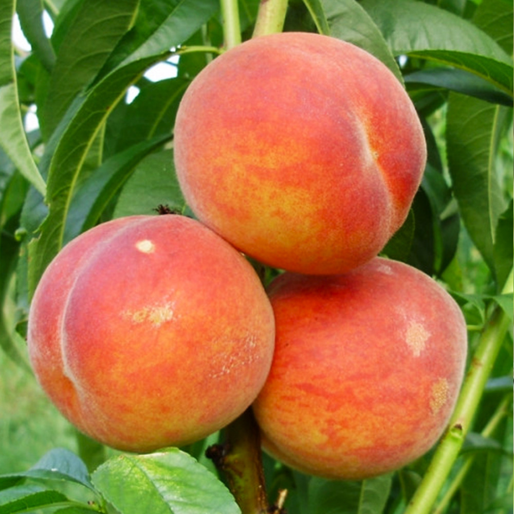 Саджанці персика Вайн Голд Т3 (привитий) - 2-річний Чернівці - фото 2