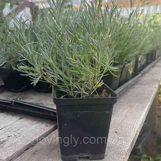 Дворічний кущик лавандину білого кольору  Едельвейс Edelweiss  діаметр до 20 см Закрита коренова система Ірпінь