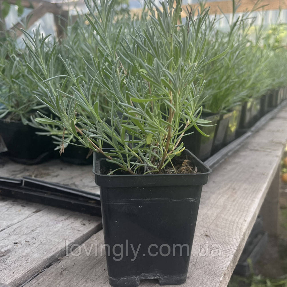 Двухлетний кустик лавандина белого цвета Эдельвейс Edelweiss диаметр до 20 см Закрита коренева система Ирпень - изображение 1