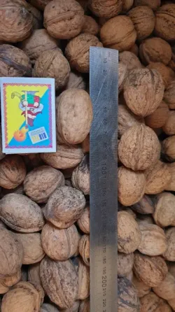 Горiхи 2025 року. Одеса Одеса