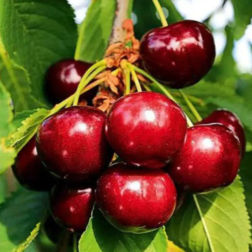 Саджанці вишні Келлеріс (привитий) - 2-річний Чернівці - фото 1