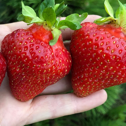 Саджанці полуниці Мадам Муто (10 штук) - 1-річний Чернівці - фото 1